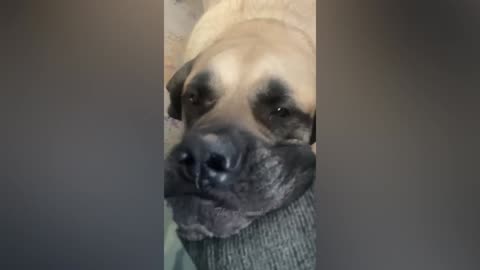 Best Funny Animal Videos Of The 2022 🤣 - Funniest Cats And Dogs Videos 😺😍 (89)
