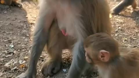 Monkey funny video