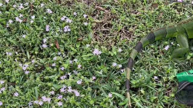 Helping an Iguana Escape Pool Area to go Back to Lake