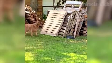 Funny Animal Videos 2022 Funniest Cats And Dogs Videos #8