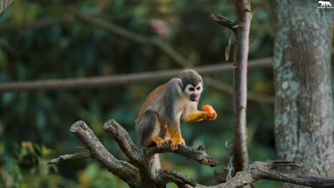 Animals in the forest, all the animals having fun, all the small and big animals