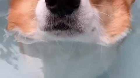 Funny baby animals videos - 8