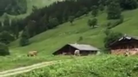 quran sharif tilawat ka viral
