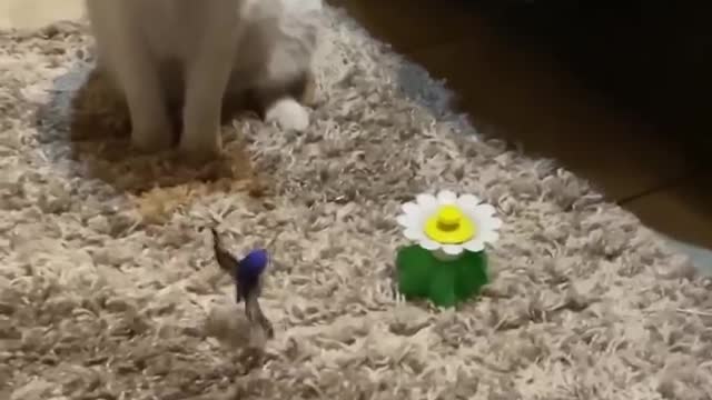 So sweet and crazy cat 🥰🍼🍼🍼🍼🥰🥰🥰