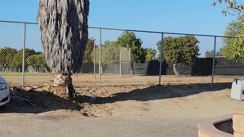 Two Red Tail Hawks