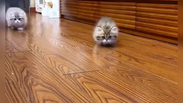 #catsoftikok #CapCut#cat #fyp #cat #foryou #pet