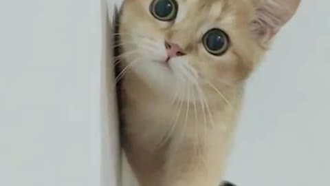 Cute munchkin baby kitten talks too much