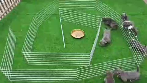 Mira como señar que asi comer que bueno quien quien gusta esa video