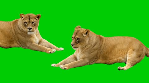 Lion green screen video effect HD Footage