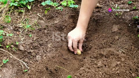AI Potato Growing Video!