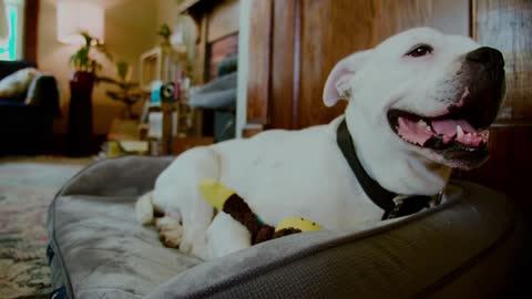 Yes, dogs can pick up on their owners' emotions.