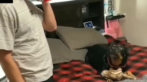 Dog gets mad when the vet calls.
