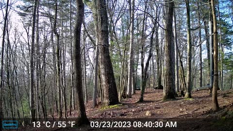The Woods – 03/23/2023