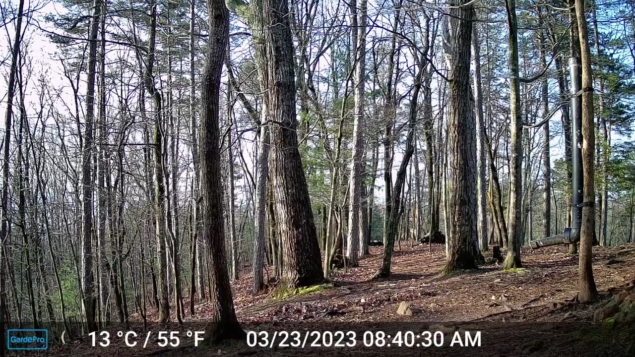 The Woods – 03/23/2023
