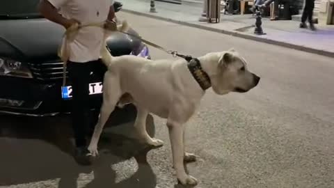 Evet 2. Dalgaya hazır olun