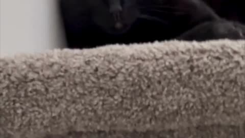 Adopting a Cat from a Shelter Vlog - Cute Precious Piper Loves the Stair Landing #shorts