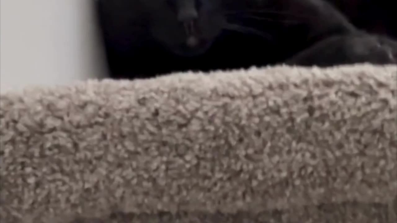 Adopting a Cat from a Shelter Vlog - Cute Precious Piper Loves the Stair Landing #shorts