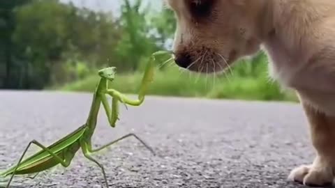 Cute and funny dog videos compilation