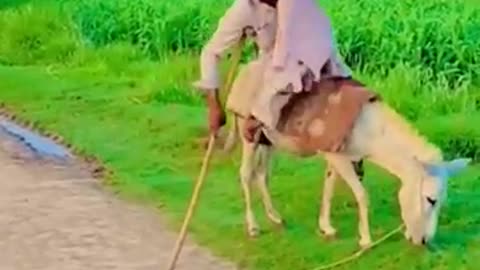 funny video