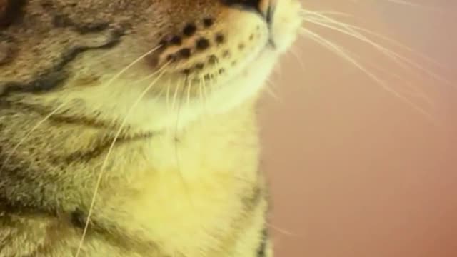 Cute Cats Watching TV #16