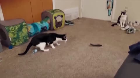 "Fur Real Laughs: Best of Funny Pet Videos" 😹🐱