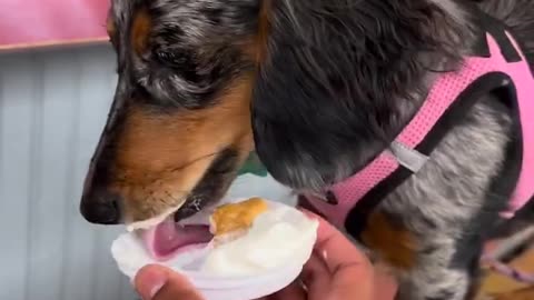 Cute and funny dog videos