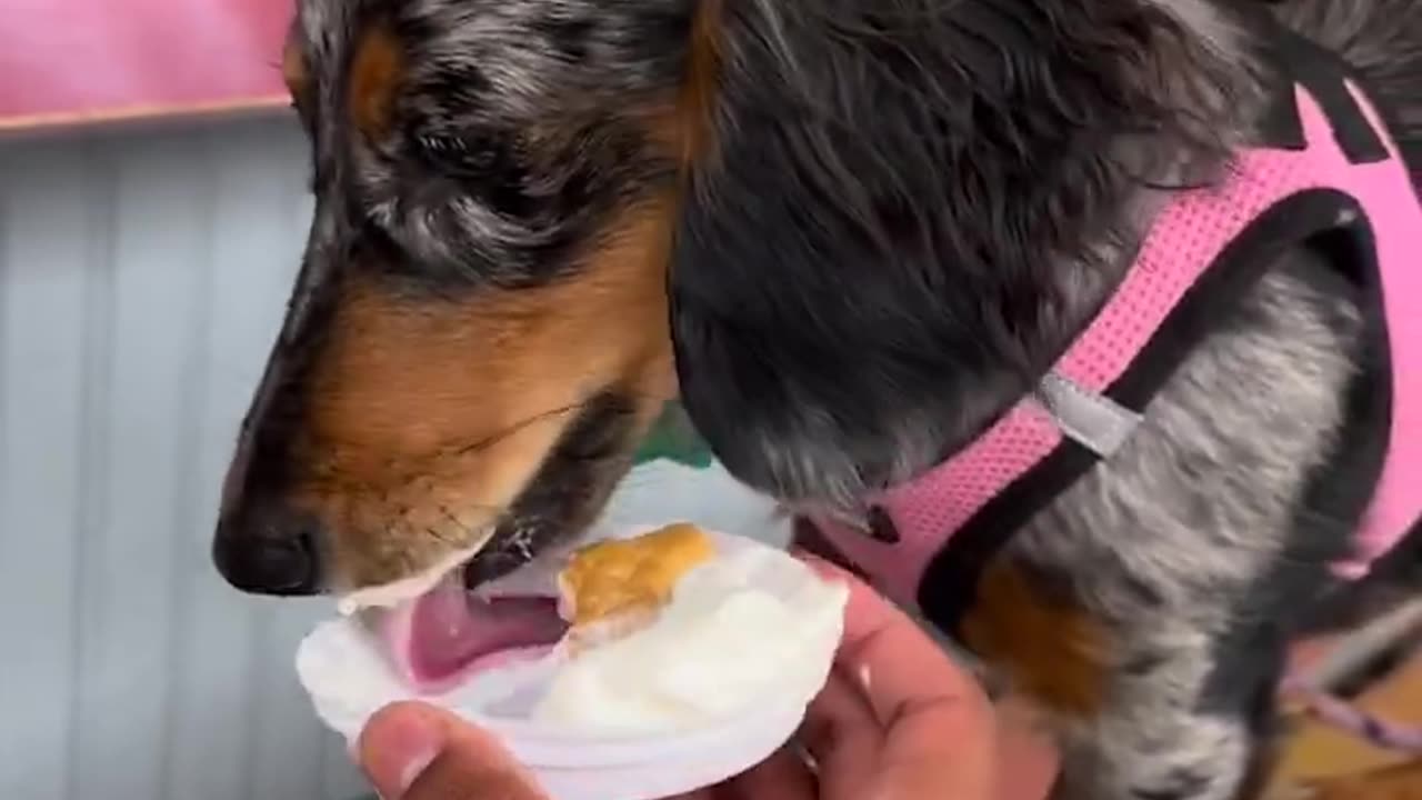 Cute and funny dog videos