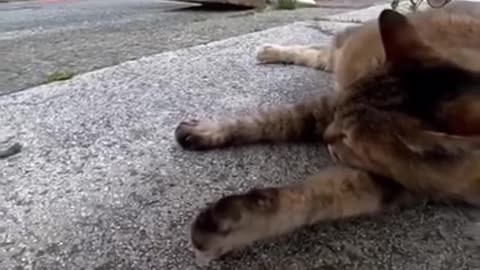 Cat sleeping funny video