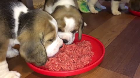 Beagles from Cornerhouse Z-Wurf #8