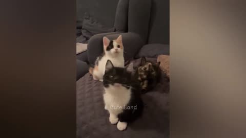 Funniest Animals 2023 Best Funny Cats and Dogs Part 26 Cute Land_1080p