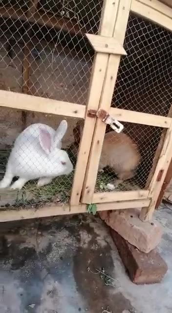 Rabbits in the cage