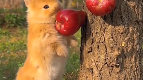 #Little Bunny #Adorable# Keeping Small Animals #Mood Healing #Cute and Lovely #小兔子 #小可爱 #养小动物 #治愈心情