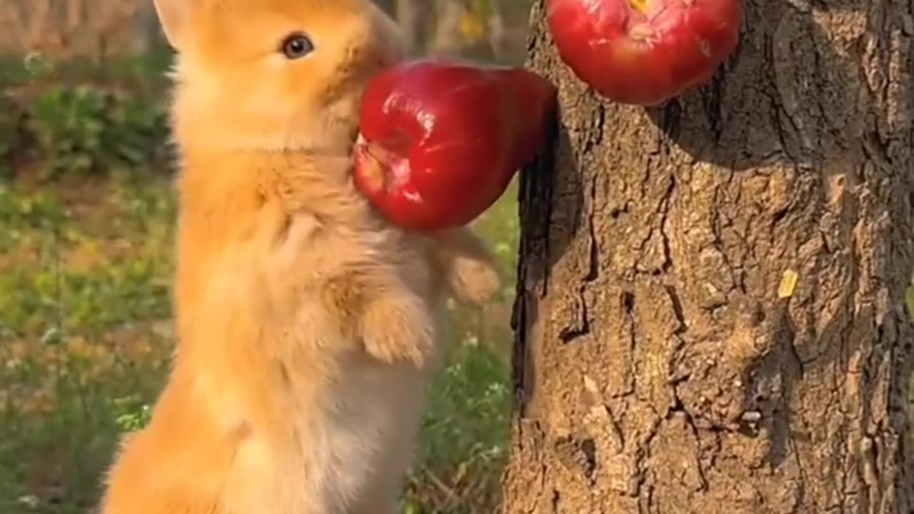 #Little Bunny #Adorable# Keeping Small Animals #Mood Healing #Cute and Lovely #小兔子 #小可爱 #养小动物 #治愈心情