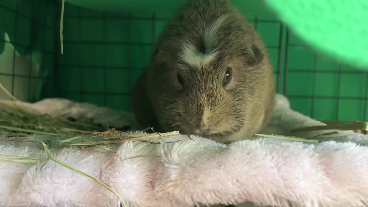 My Guinea pig playing with hay