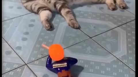 Cute And Funny Pets, Try Not To Laugh To These Pets Compilation
