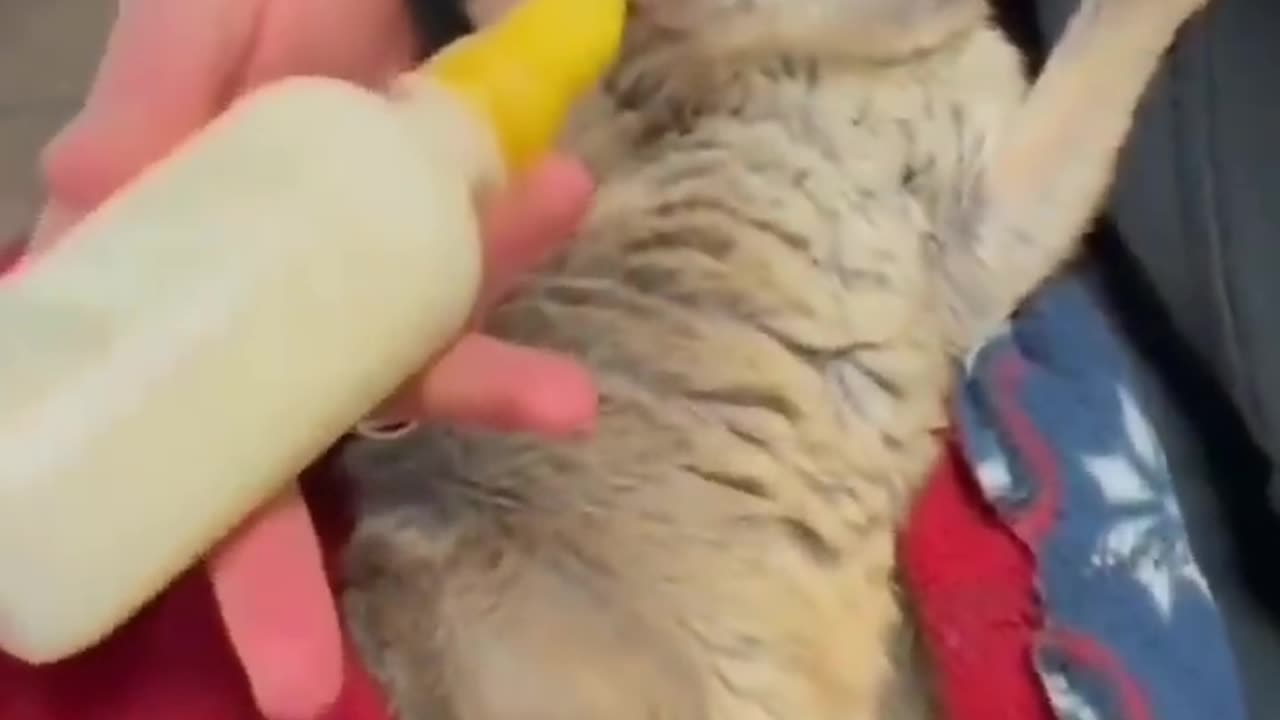 "Heartwarming Baby Kangaroo Rescue: Humanity's Compassion Shines Through"