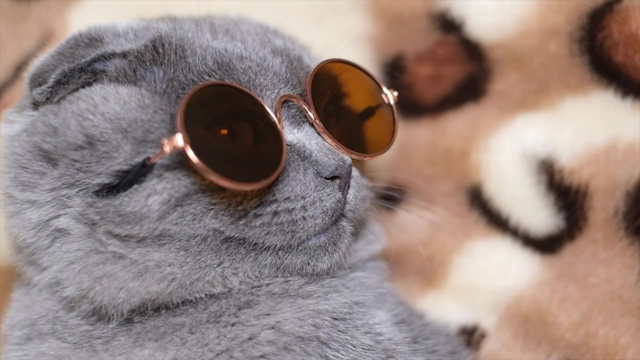 funny cat with dark black glass