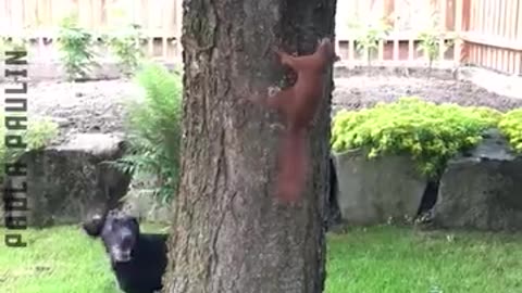 Epic Animal Chase