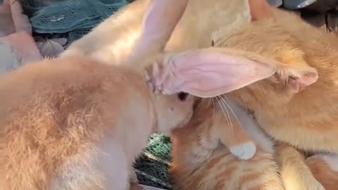 #cat #funny