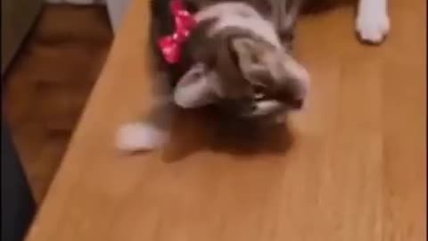 Funny 🤣 video animal