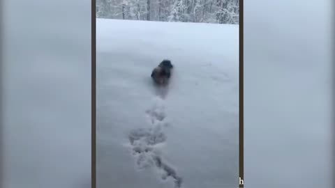 Doggie and snowdrifts