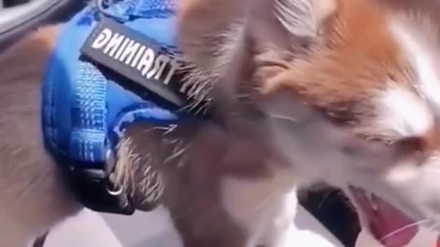 The dog drinks milk tea