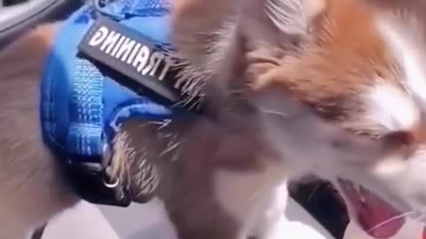 The dog drinks milk tea