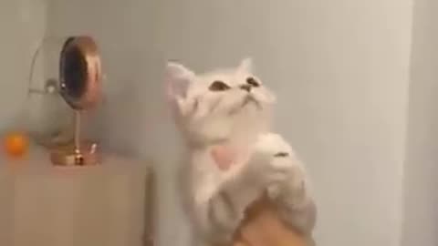 Cute cat funny movement #funny cat #funny animals vedios #cute cat baby