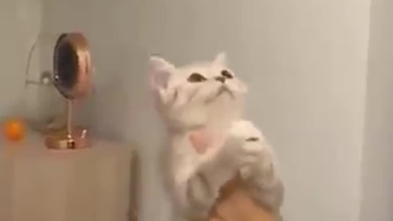 Cute cat funny movement #funny cat #funny animals vedios #cute cat baby