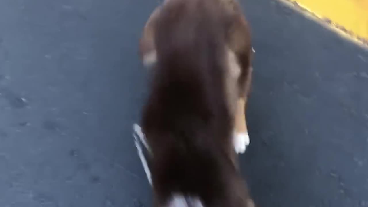 Funny dog !