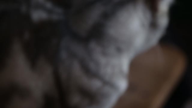 Silver_Cat