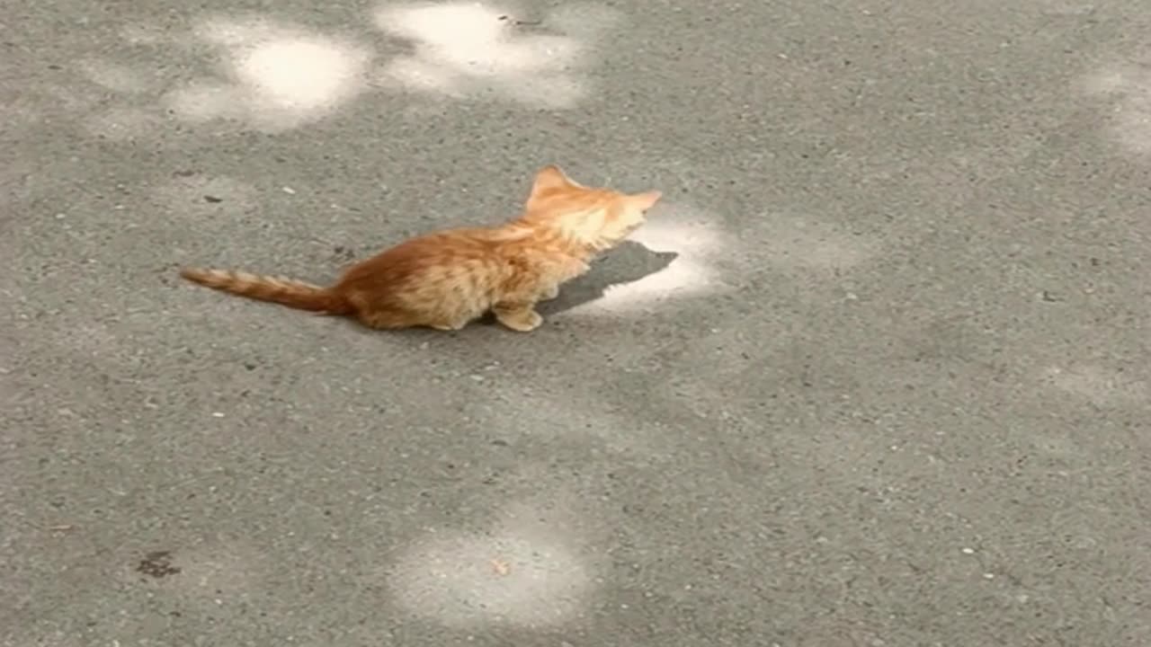 A cute and beautiful kitten