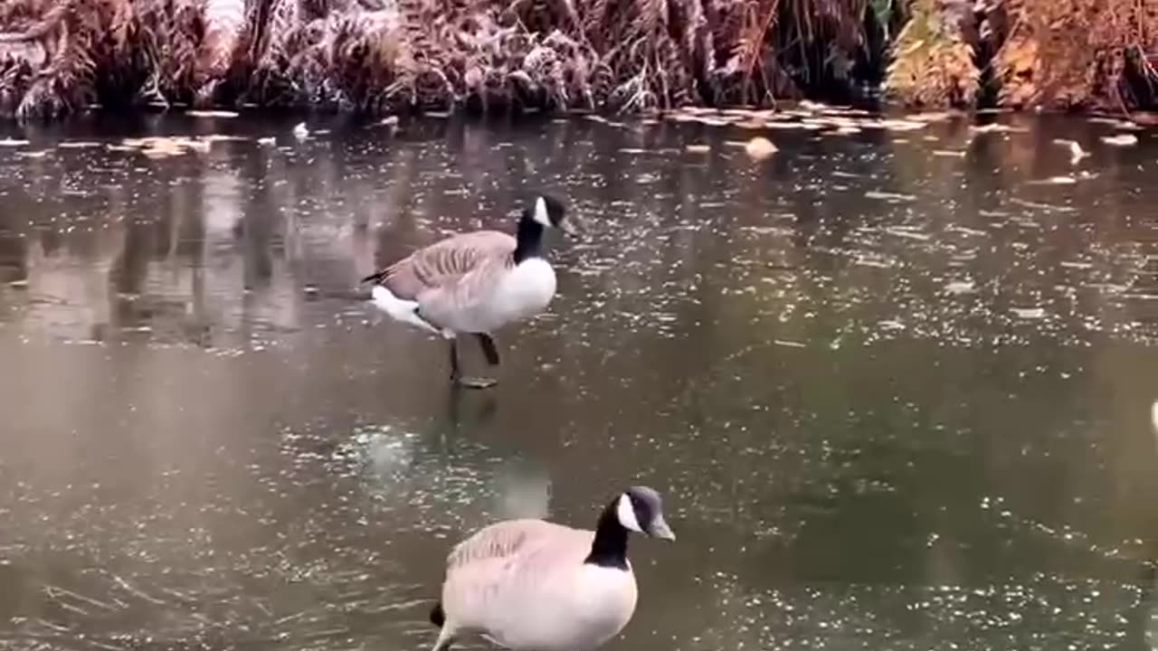 TRY NOT TO LAUGH 😆 Best Funny Videos Compilation 😂😁😆