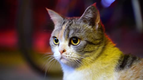 cute cat in the night light